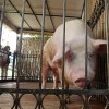 Киевский Фунтик уехал домой отдыхать от стресса