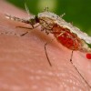 США: От африканского вируса уже погибли 118 человек
