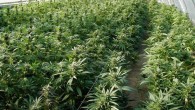 91329212_Marijuanalegalization